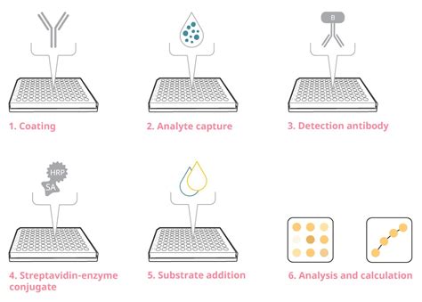 elisa test diagram|elisa test step by.